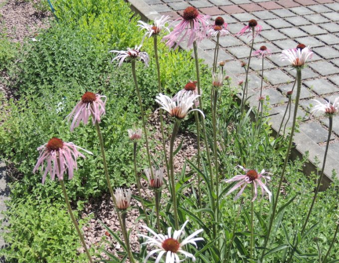 Echinacea Pallida ´Hula Dancer´