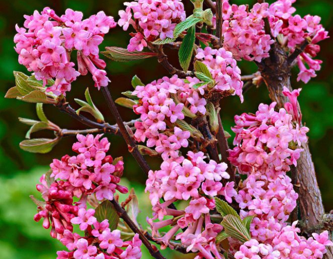 Wiburnum  burkwood Dawn