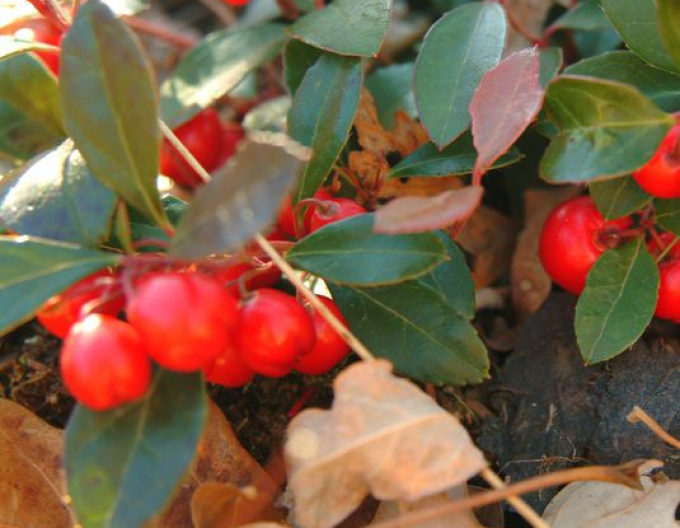 Gaultheria procumbens Perle de iarnăwinter pearls