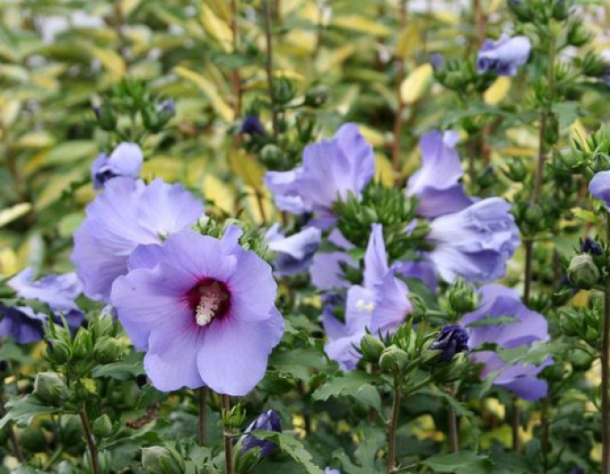 Hibiscus (hibiscus ´pasăre albastră´)
