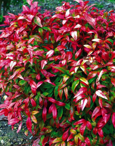 Nandina ´Fire Power´