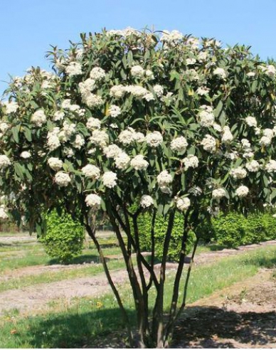 Wiburnum cu frunze încrețite 5L