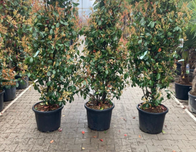Frasin Red-robin 200/250cm
