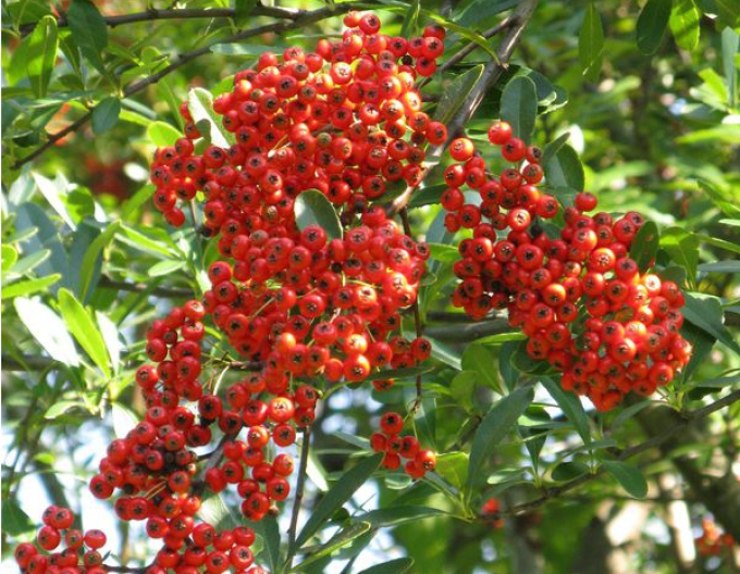 Păducel "Mohave" (Pyracantha "Mohave")