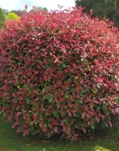 Photinia  Red Robin Nana Ball