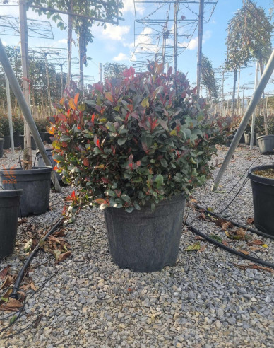 Photinia  Red Robin Nana Ball