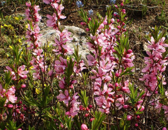 Migdal mic "Batsch" (Prunus tenella "Batsch")