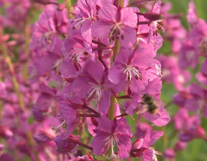 Migdal mic "Batsch" (Prunus tenella "Batsch")