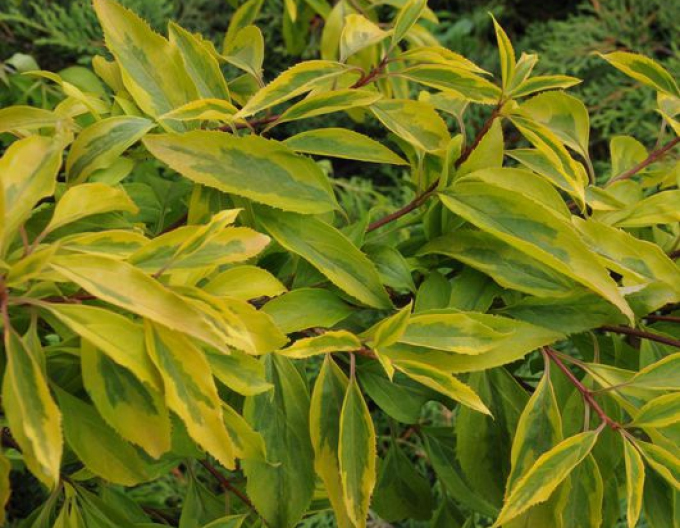 Forsythia intermedia´Golden times´