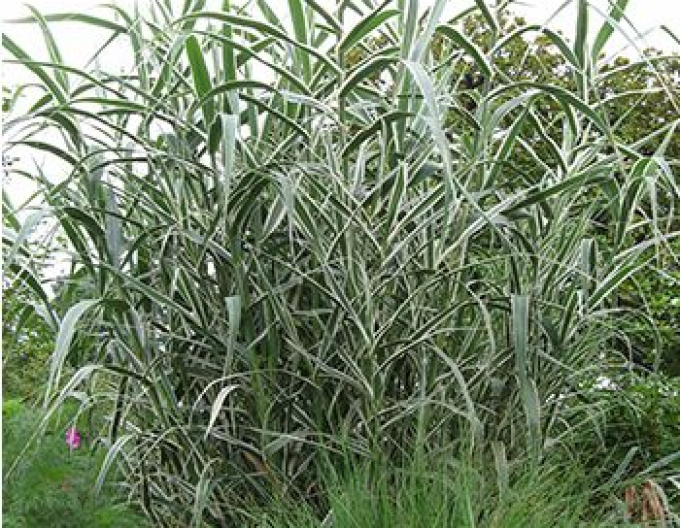 Iarba canarului "Variegata