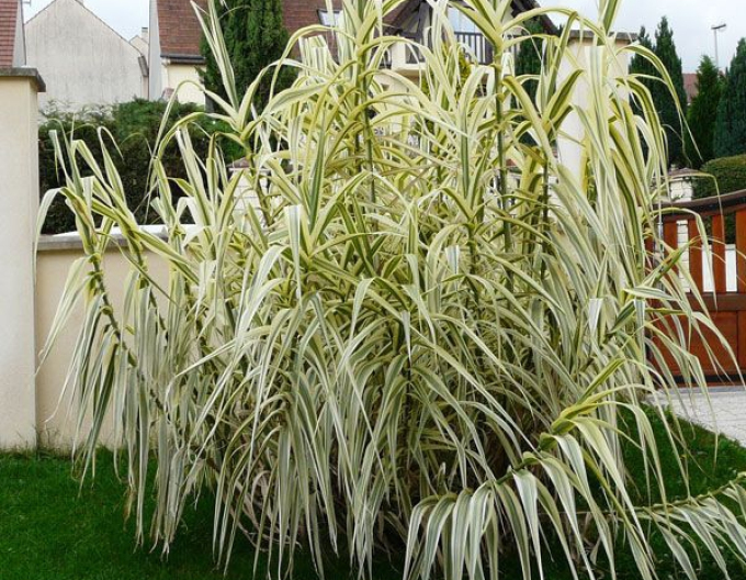 Iarba canarului "Variegata