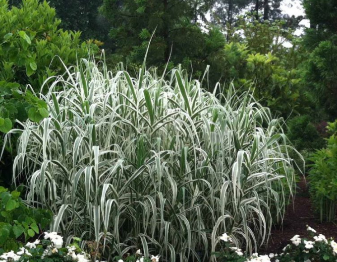 Iarba canarului "Variegata