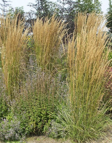 Calamagrostis ´Overdam´ 2l