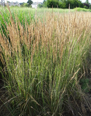 Calamagrostis ´Overdam´ 2l