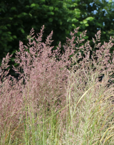Calamagrostis ´Overdam´ 2l