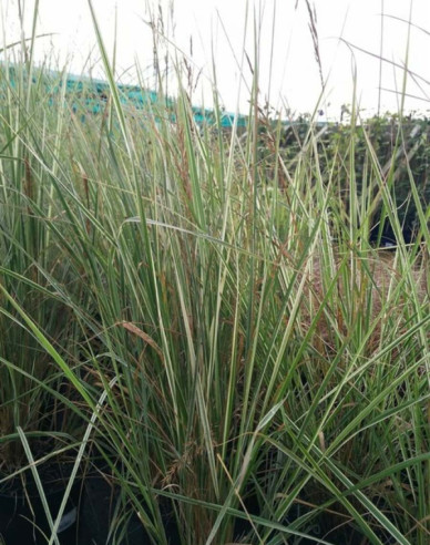 Calamagrostis ´Overdam´ 2l
