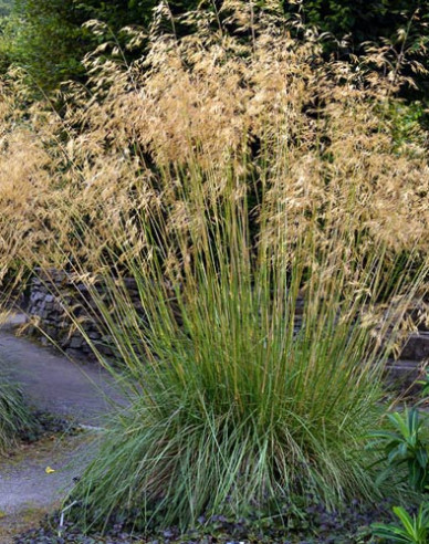 Deschampsia ´Goldschleier´ 2l