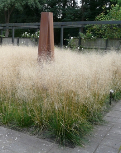 Deschampsia ´Goldschleier´ 2l