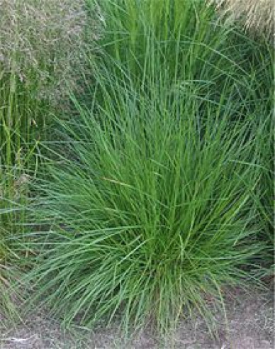 Deschampsia ´Goldschleier´ 2l