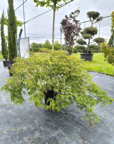 Arțar cu frunze de palmier ´Dissectum´