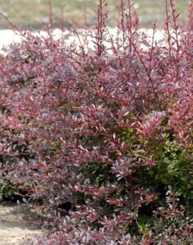 Berberis thunbergii ´Red Dream´