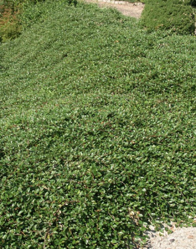 Cotoneaster Dammeri Major
