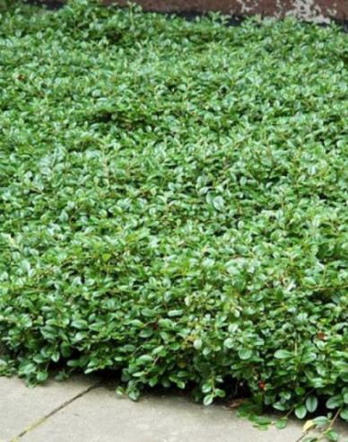 Cotoneaster Dammeri Major