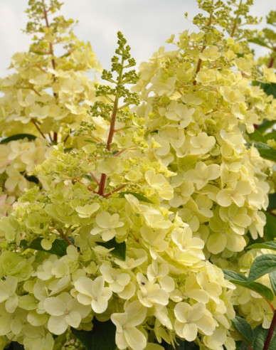 Hortensie paniculate ´Candlelight´