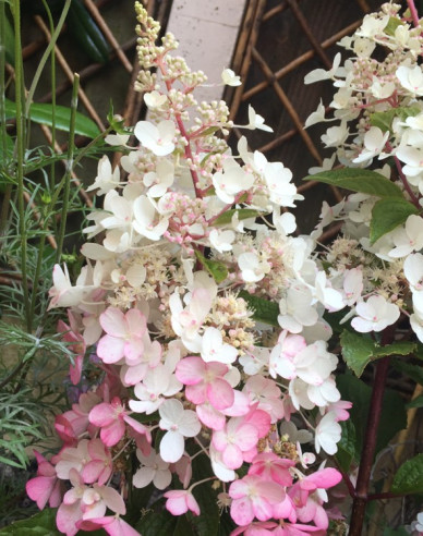 Hortensie paniculate ´Candlelight´
