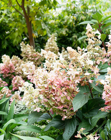 Hortensie paniculate ´Candlelight´