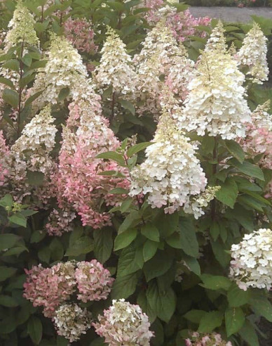 Hortensie paniculate ´Candlelight´
