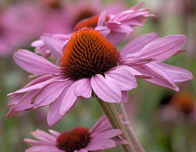 Echinacea purpurea Deep Rose Primadona