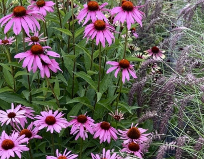 Echinacea purpurea Deep Rose Primadona