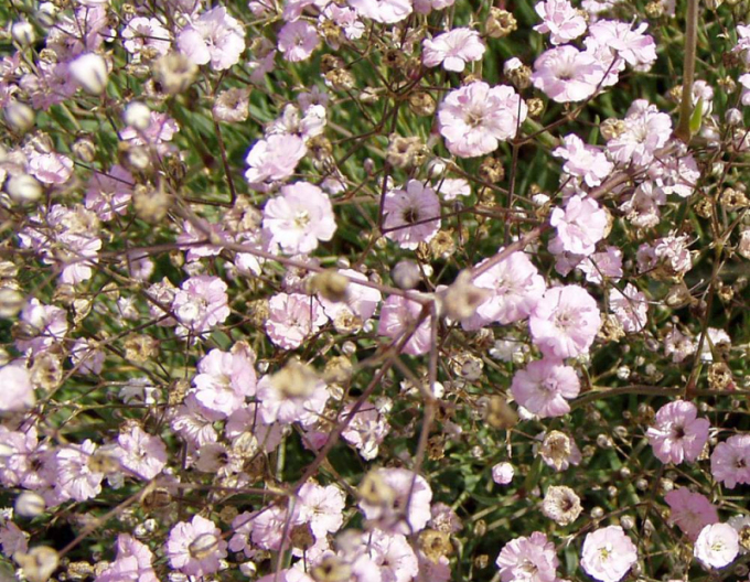 Floarea miresei târâtoare ´Rosenschleier´