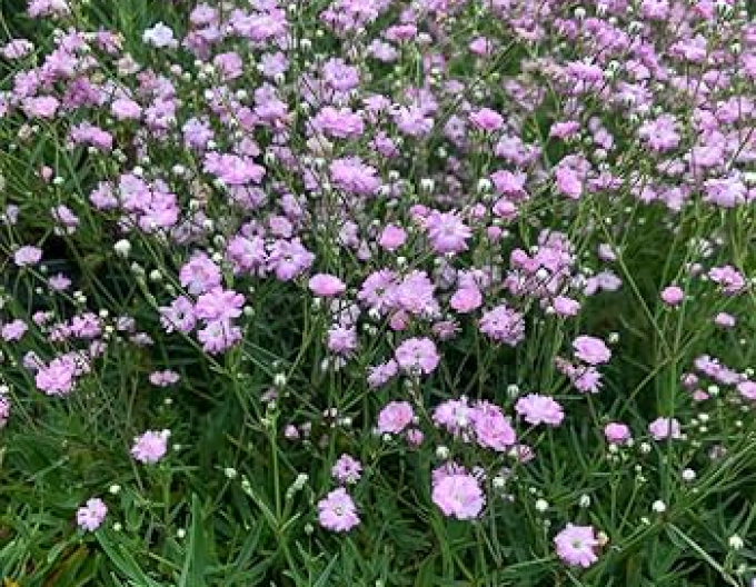 Floarea miresei târâtoare ´Rosenschleier´