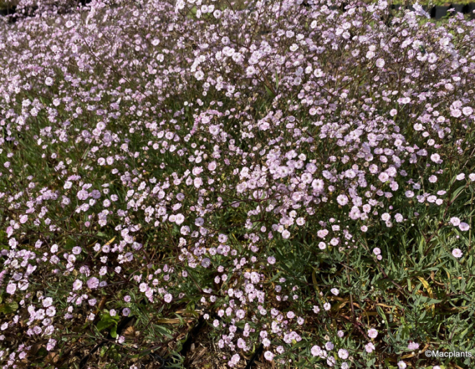 Floarea miresei târâtoare ´Rosenschleier´