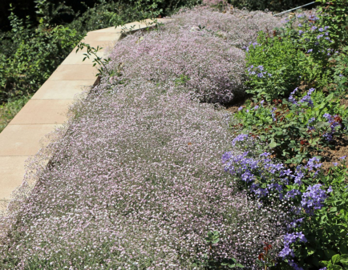 Floarea miresei târâtoare ´Rosenschleier´