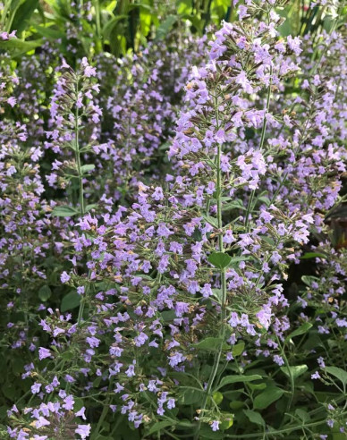 Calamintha nepeta ´Blue Cloud´