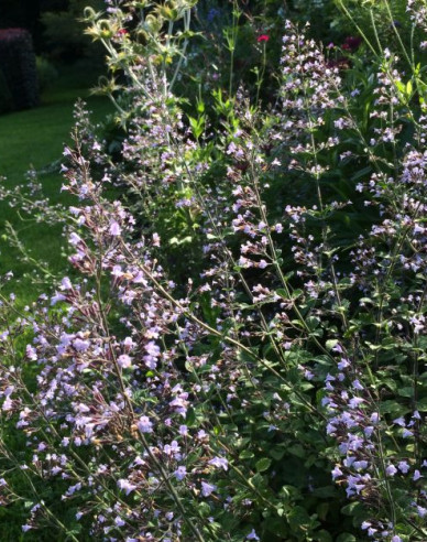 Calamintha nepeta ´Blue Cloud´