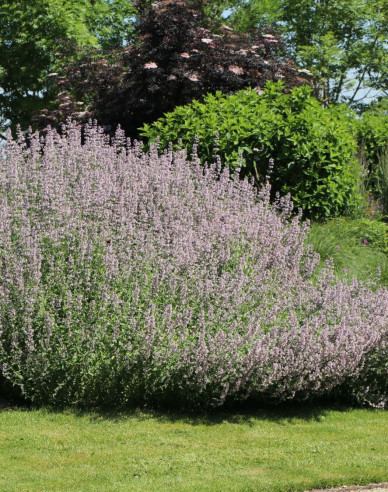 Calamintha nepeta ´Blue Cloud´
