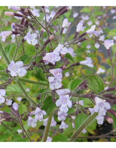 Calamintha nepeta ´Blue Cloud´