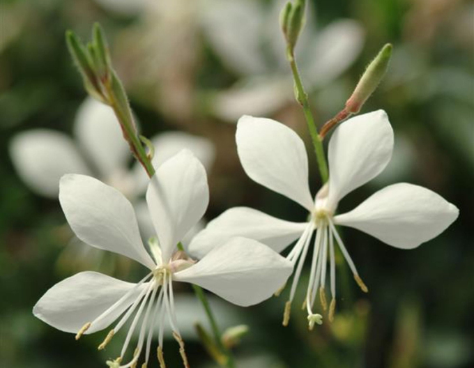 Gaura ´Ellura´