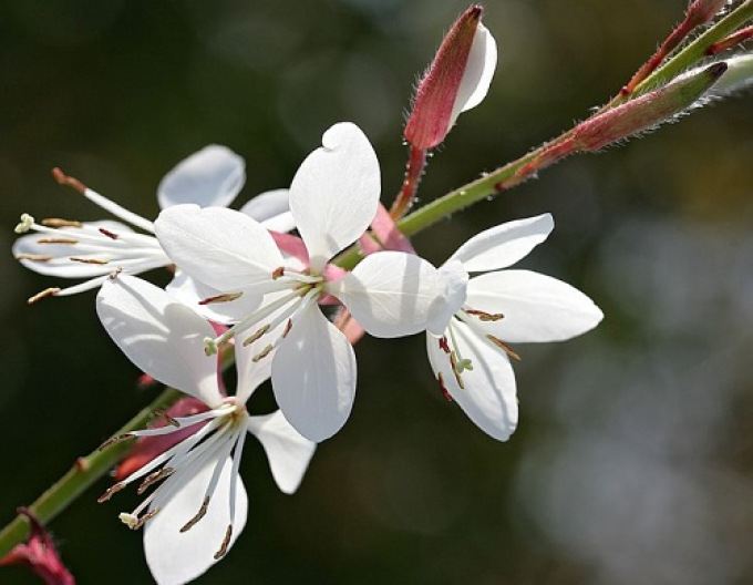 Gaura ´Ellura´