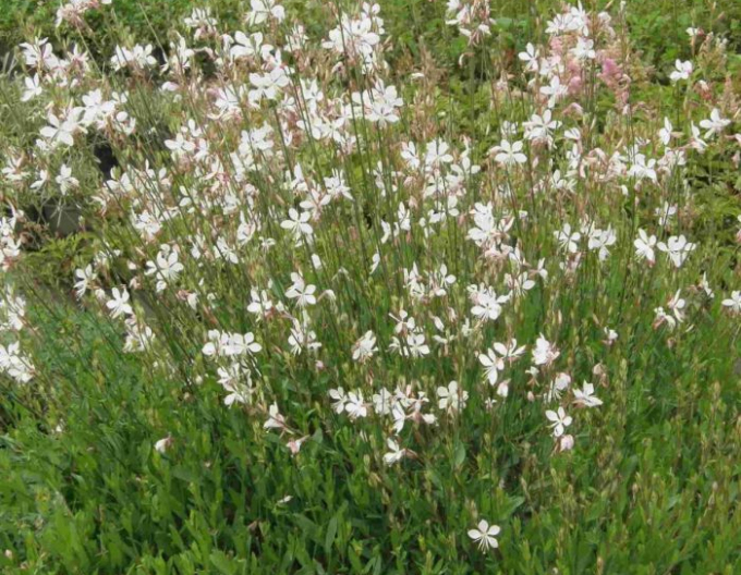 Gaura ´Ellura´