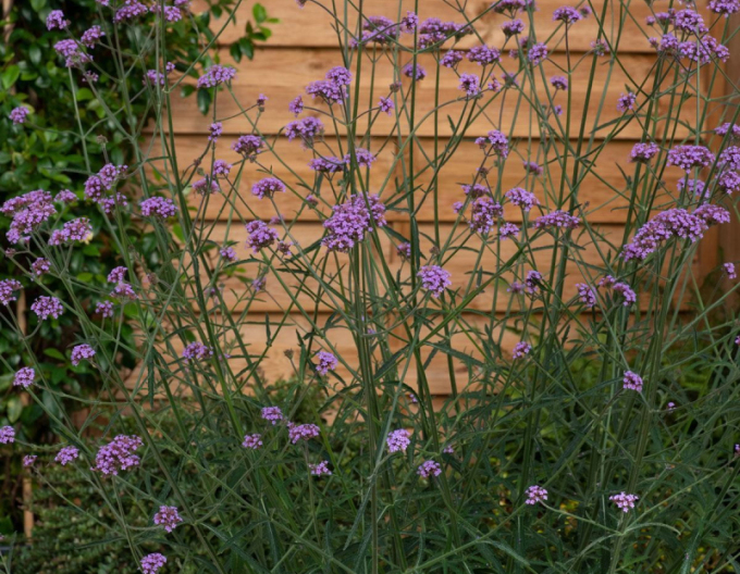 Verbena argentiniană Bonnie Blue