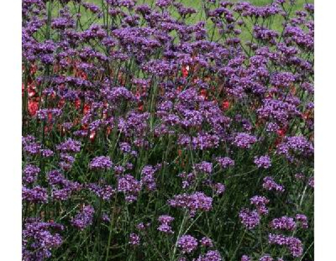 Verbena argentiniană Bonnie Blue