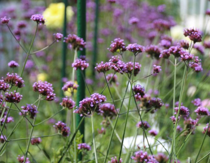 Verbena argentiniană Bonnie Blue