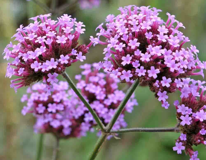 Verbena argentiniană Bonnie Blue
