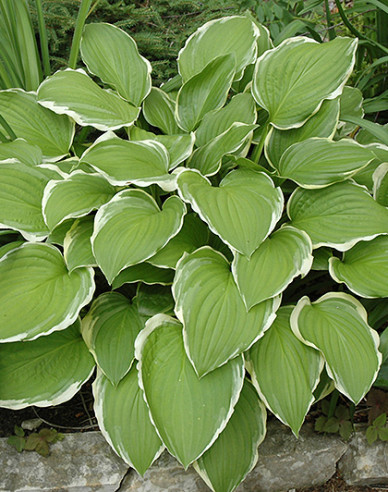 Crin de toamnă -  Hosta ´Sugar and Cream´