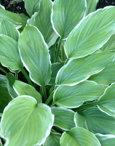 Crin de toamnă -  Hosta ´Sugar and Cream´